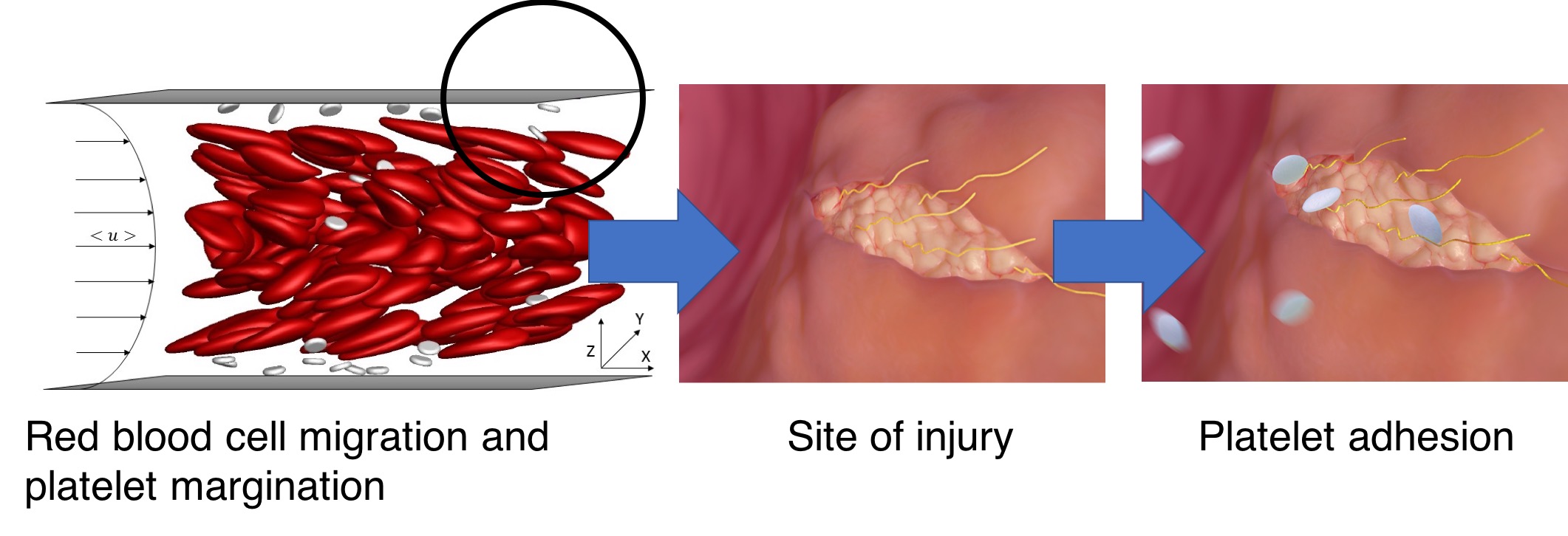 Blood systems